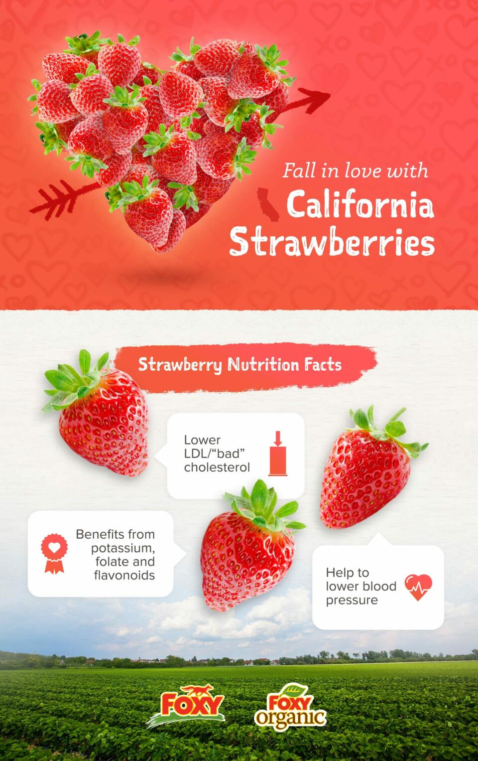 Fall in Love with California Strawberries Foxy Fresh Produce