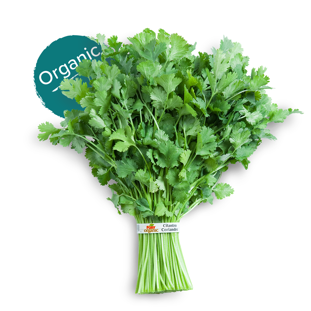 cilantro-foxy-fresh-produce