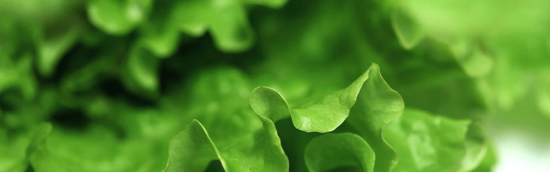 Our Company - Foxy Fresh Produce						